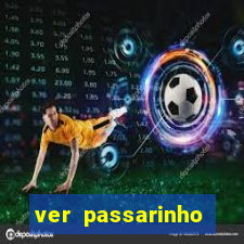 ver passarinho morto significado
