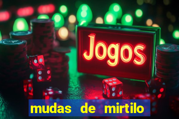 mudas de mirtilo em porto alegre