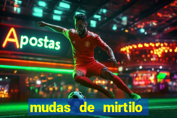 mudas de mirtilo em porto alegre