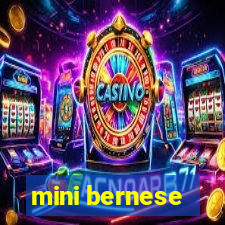 mini bernese