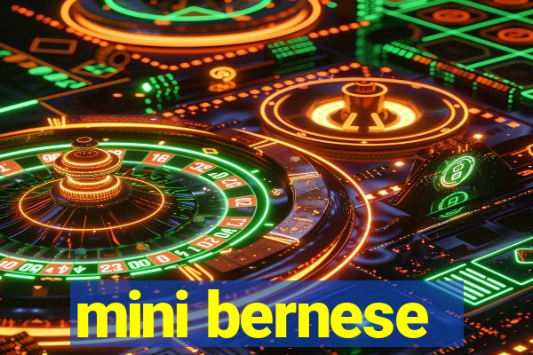 mini bernese