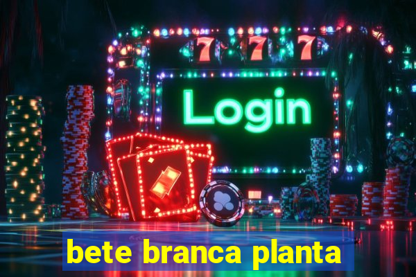 bete branca planta