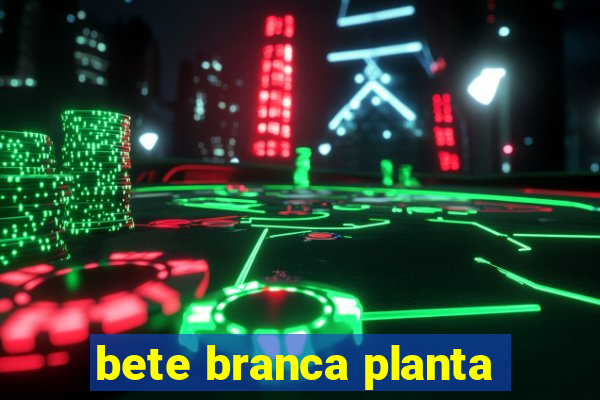 bete branca planta
