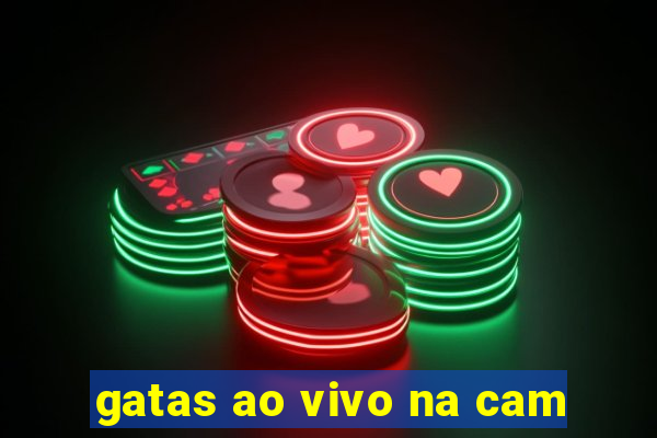gatas ao vivo na cam