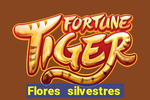 Flores silvestres brasileiras 25