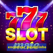 encontrar passarinho morto significado