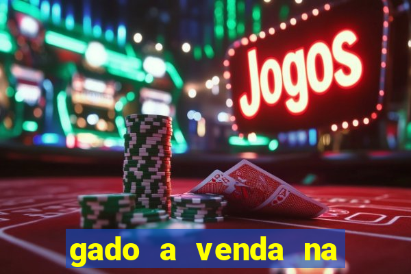 gado a venda na bahia olx