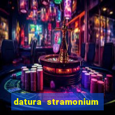 datura stramonium medicinal uses