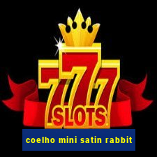 coelho mini satin rabbit