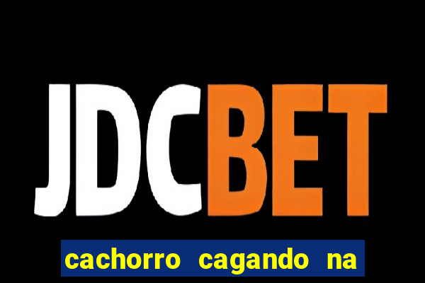 cachorro cagando na camisa do corinthians