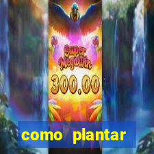 como plantar gergelim no vaso