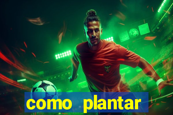 como plantar gergelim no vaso
