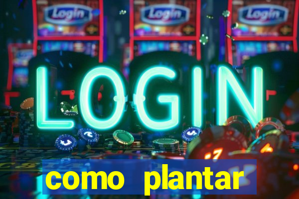 como plantar gergelim no vaso