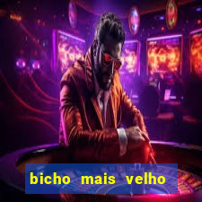 bicho mais velho da loteria dos sonhos