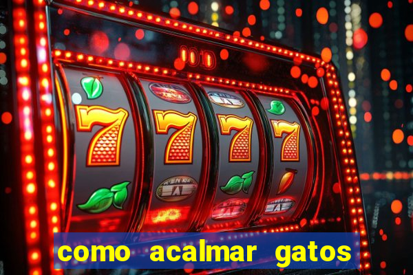 como acalmar gatos agitados a noite