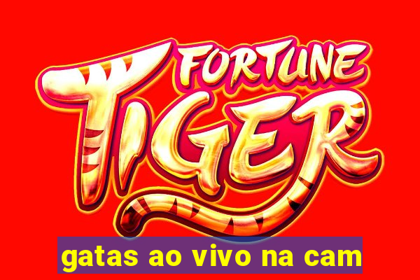 gatas ao vivo na cam