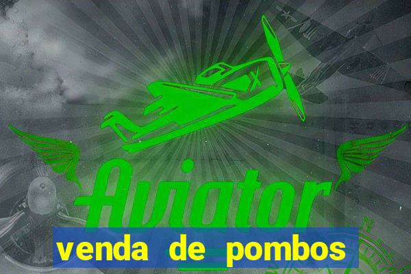 venda de pombos correios olx