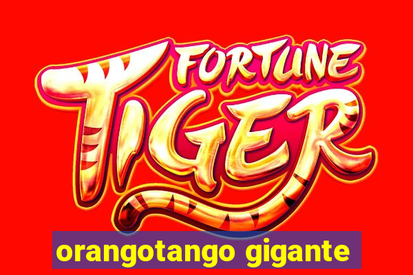 orangotango gigante