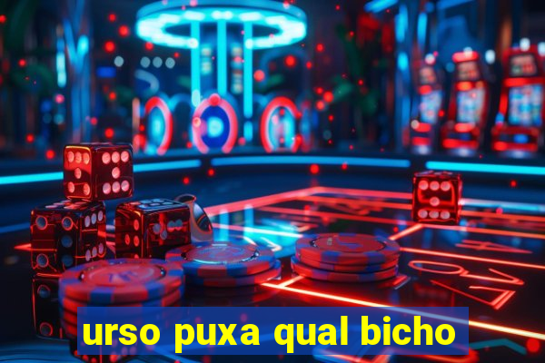 urso puxa qual bicho