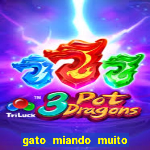gato miando muito a noite o que fazer