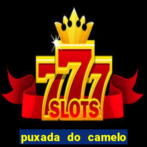 puxada do camelo no jogo do bicho