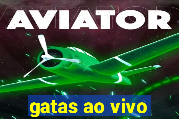 gatas ao vivo