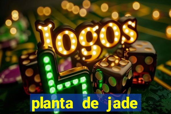 planta de jade significado espiritual