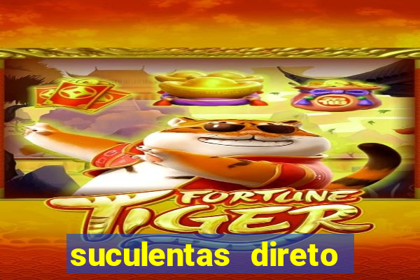 suculentas direto do produtor rs