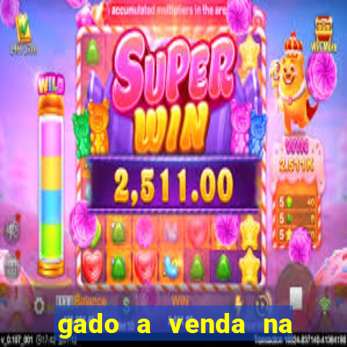 gado a venda na bahia olx