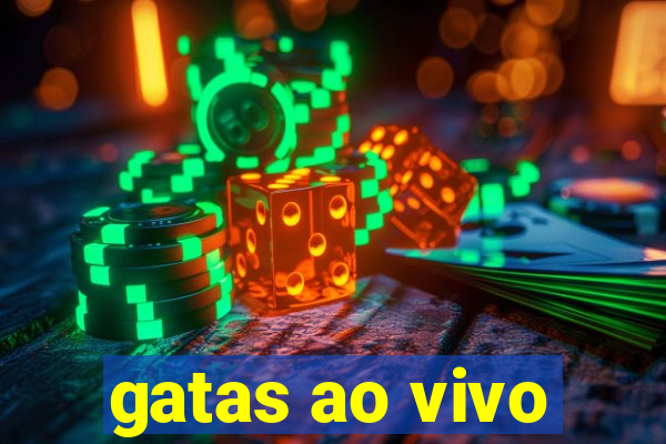 gatas ao vivo